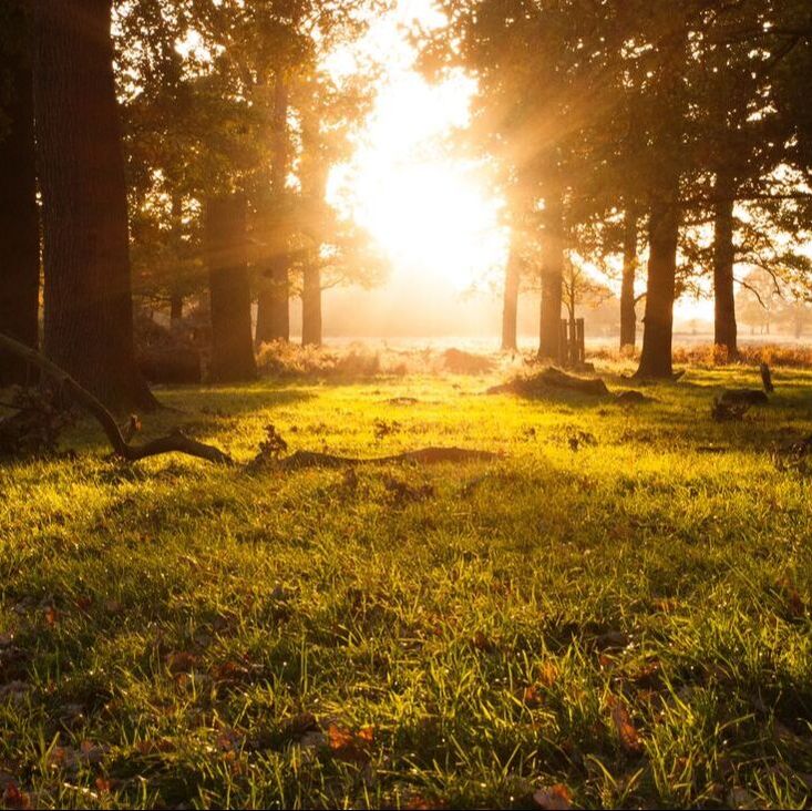 sunny forest